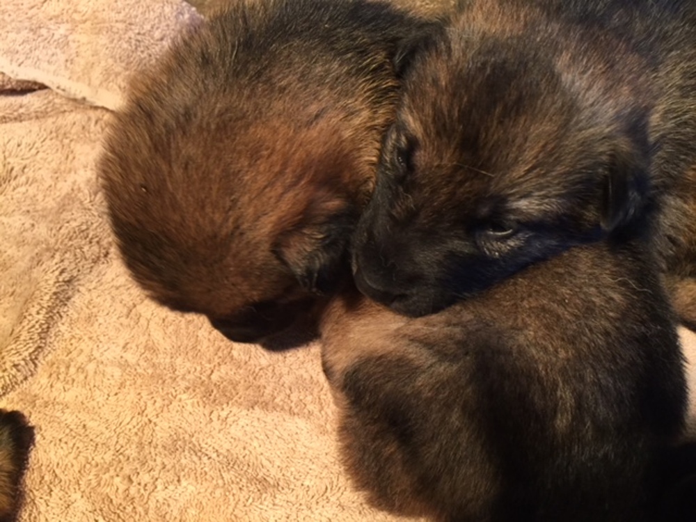 Puppies1