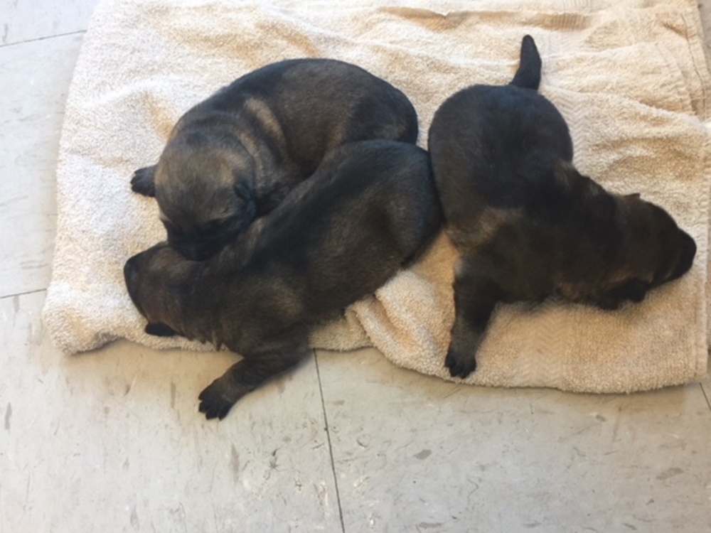 puppies 12 25 2017