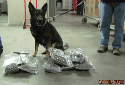 K 9 Franz 2sm