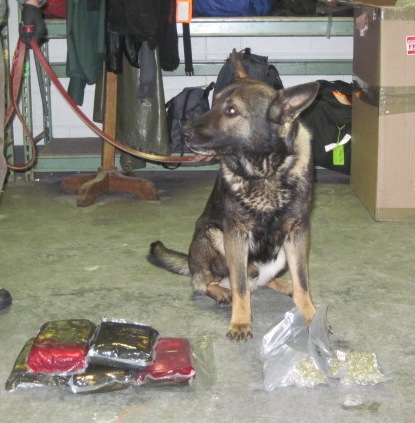 K9Franz 2202011